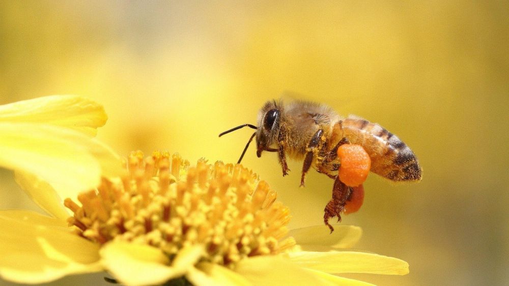 bees and honey